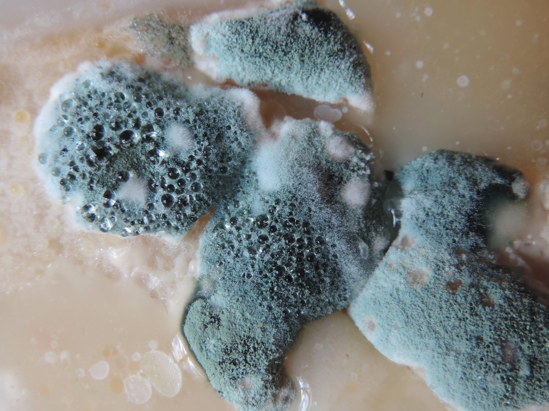mold 1